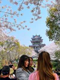 Wuxi’s Cherry Blossom Forest – What a Find!!