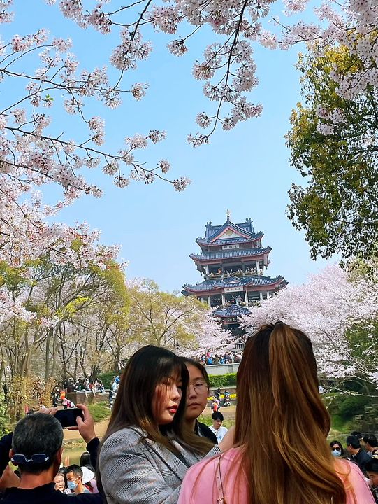 Wuxi’s Cherry Blossom Forest – What a Find!!