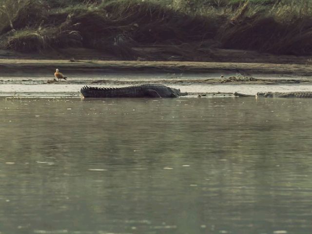 Into the Wild: Exploring Chitwan National Park, Nepal 