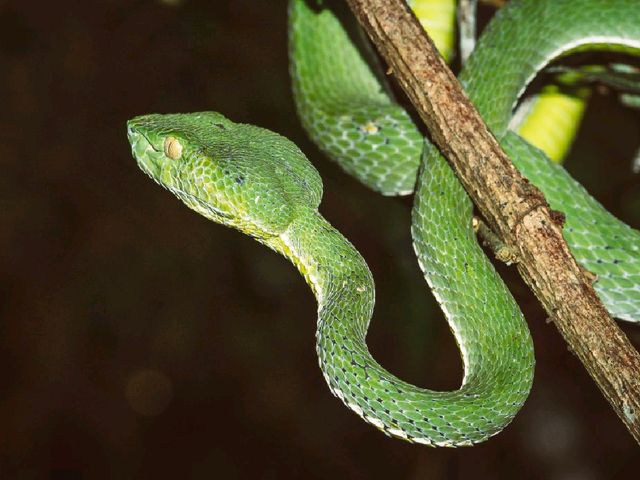 Into the Jungle: Discovering Khao Yai National Park, Thailand.