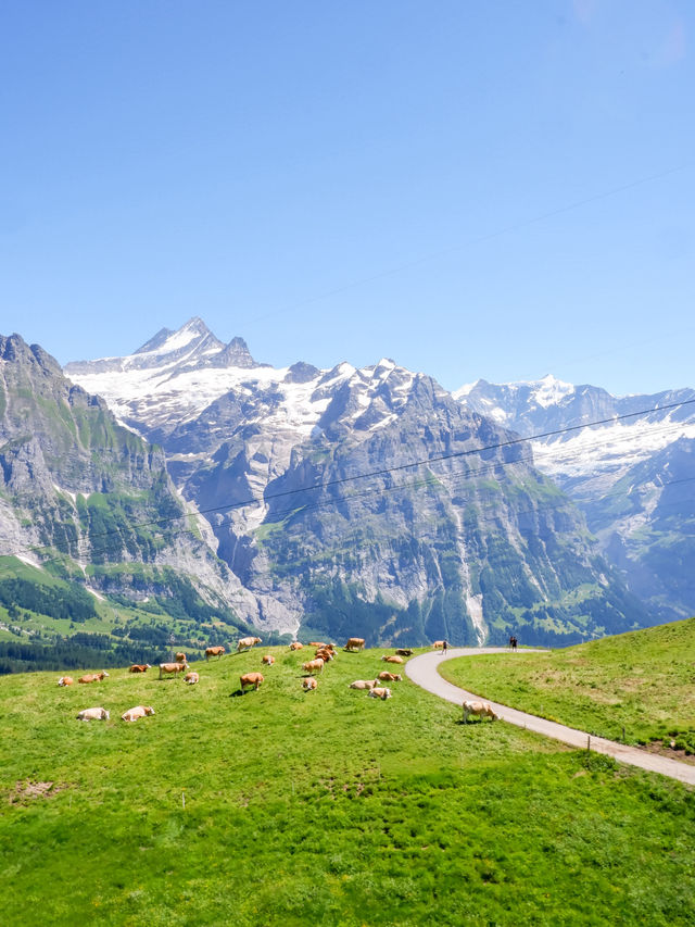 🏔️ รีวิว Grindelwald First – ประสบการณ์สุดขอบฟ้า