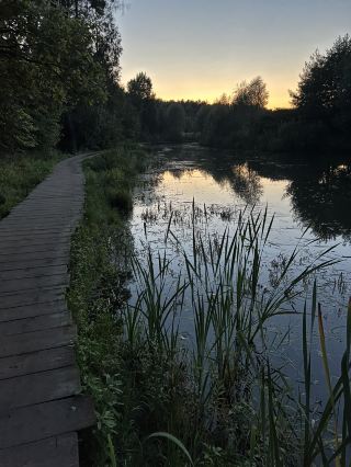🌿 Meshersky Forest – Moscow’s Urban Oasis 🌿