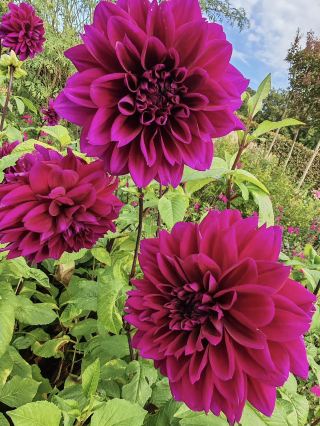 ฤดูใบไม้ร่วงนำความอบอุ่นและความสงบมาสู่สวน RHS Garden Wisley 🍂🌸🌿