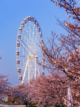 April blossoms in Shanghai🌸  