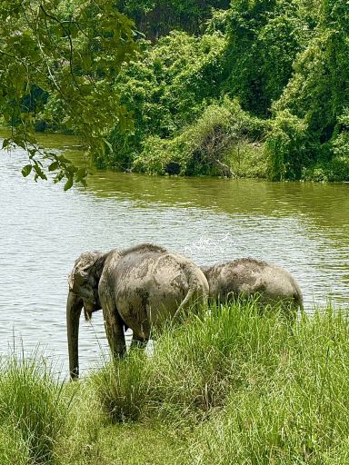 インド、アッサム州のカジランガ国立公園 — まさに真の楽園。 | Trip