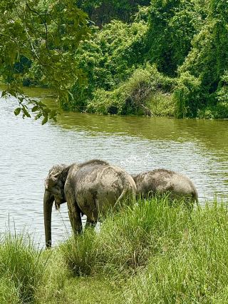 Kaziranga National Park, Assam, India — a true paradise for wildlife lovers.

Exploring this incredible wilderness feels like entering another world. Among vast grasslands and beautiful forests, you can encounter the majestic one-horned rhinoceroses, playful monkeys, elephants, deer, and many other amazing creatures in their natural habitat.

Beyond the wildlife, Kaziranga surprises you with its breathtaking landscapes and colorful nature. Seeing the beautiful Pride of India trees (Royal Poinciana) covered with vibrant flowers adds another magical touch to this unforgettable journey.

A place where every safari brings a new discovery, and every moment connects you with the beauty of the wild. 🌿🦏✨