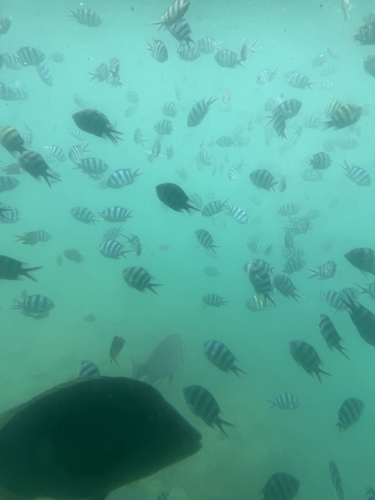 West Marine Okinawa Sightseeing Boat: A Fun Fish-Feeding Experience for Families via Trip.com