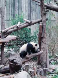 Giant Pandas in Chengdu! 🐼 