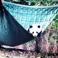 #Panda #Chengdu #Sichuan #Visit #January2023