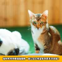 旺角人氣貓cafe🐱貓啡cafe