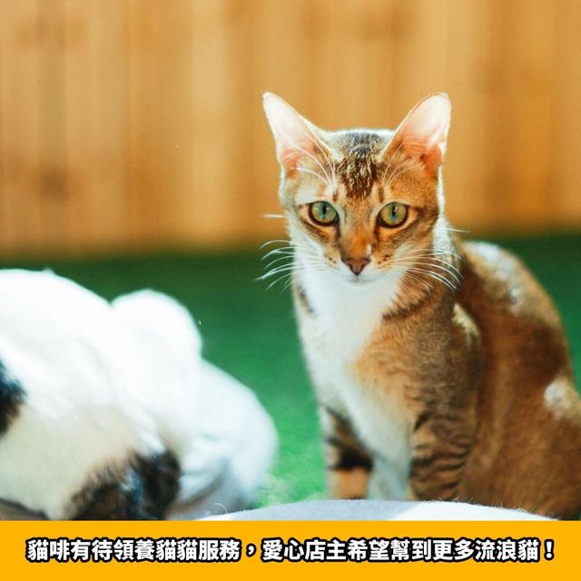旺角人氣貓cafe🐱貓啡cafe
