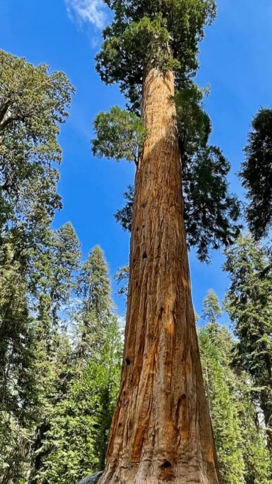 In the world, the rare plant landscape of towering and spectacular redwood forests.