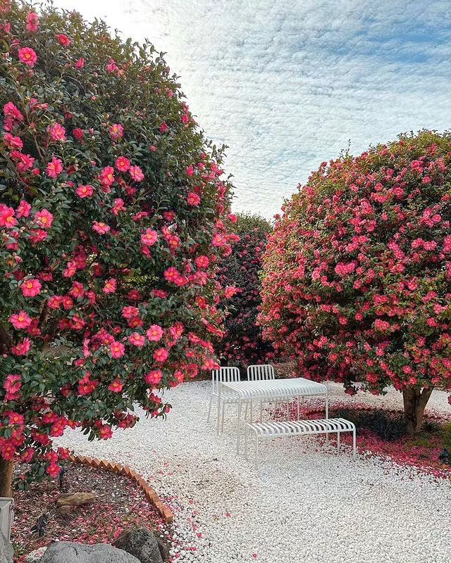 In winter, don't miss the stunning "camellia" on Jeju Island that will take your breath away.