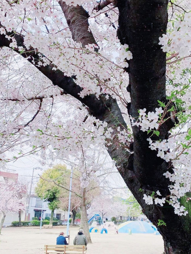 Latest cherry blossom viewing guide in Osaka, Japan, don't just go to Osaka Castle Park foolishly.