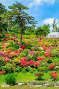 The flowers in Ome City, Tokyo have bloomed. Are you not moved?