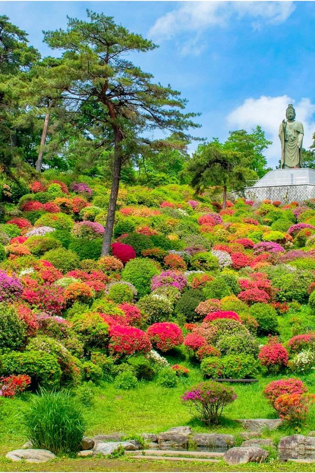 The flowers in Ome City, Tokyo have bloomed. Are you not moved?