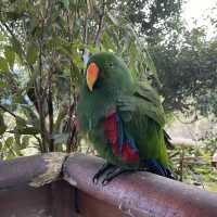 Kuranda Bird World - Cheeky and Colorful