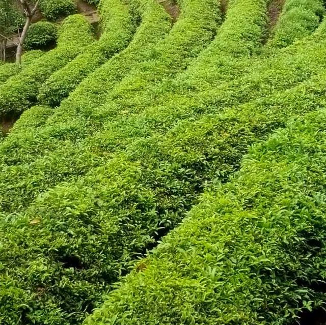 打卡清遠英德積慶裏紅茶穀