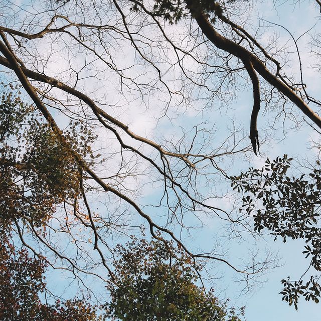 🇯🇵箱根蘆之湖