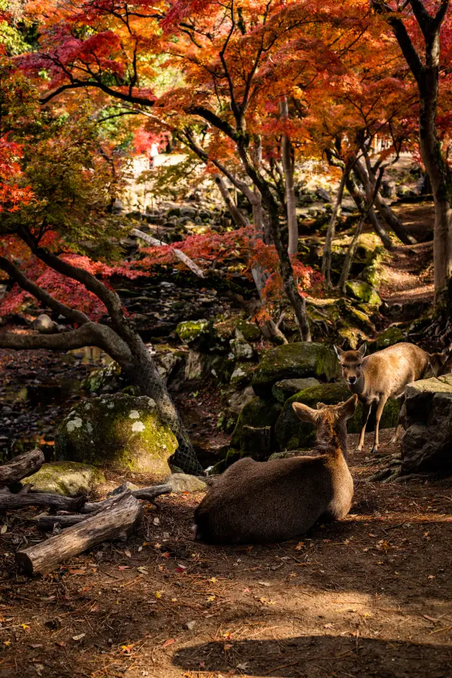 京都看紅葉人太多 不如直接去奈良