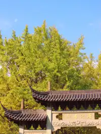 浙江這裡的銀杏也太絕了吧 |靈山塢村