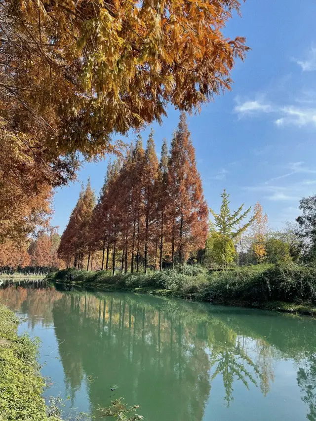 Winter Warm Sun‖Romantic Limited‖Red Metasequoia