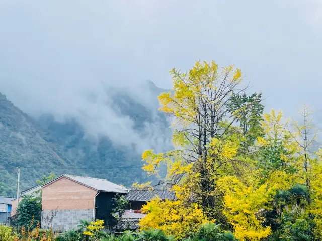 ช่วงระหว่างฤดูใบไม้ร่วงและฤดูหนาวที่หมู่บ้าน Ginkgo Tengchong