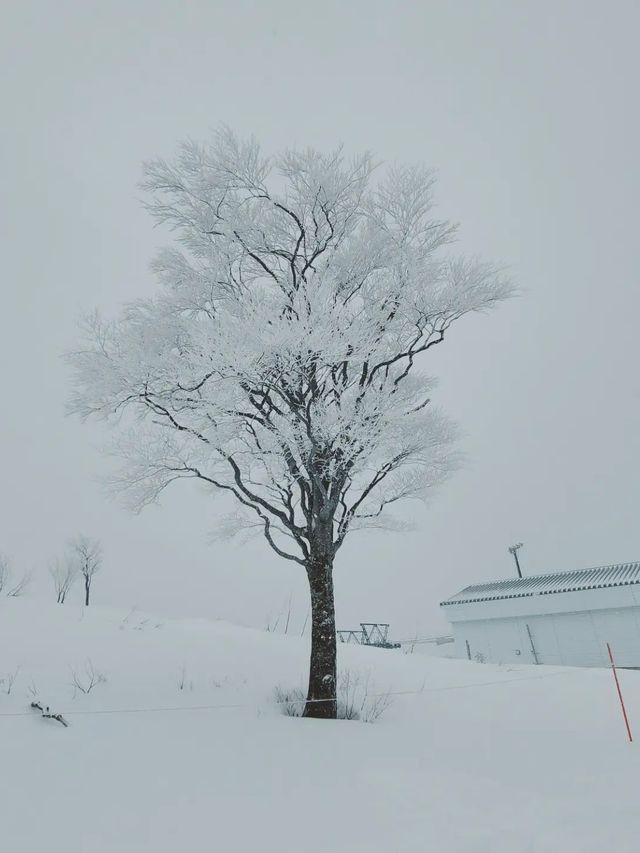 日本滑雪好去處——GALA湯澤滑雪場