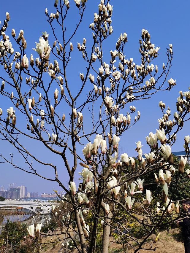 打卡湖南科技大學：櫻花園與知識殿堂的完美結合》