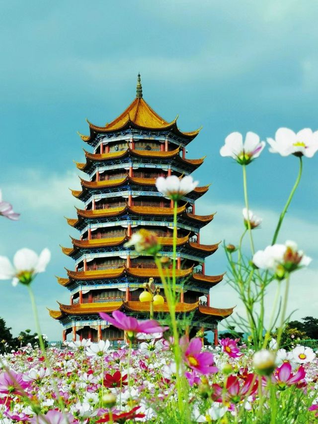 蒙自拍照|格桑花海打卡攻略 蒙自拍照|格桑花海打卡攻略