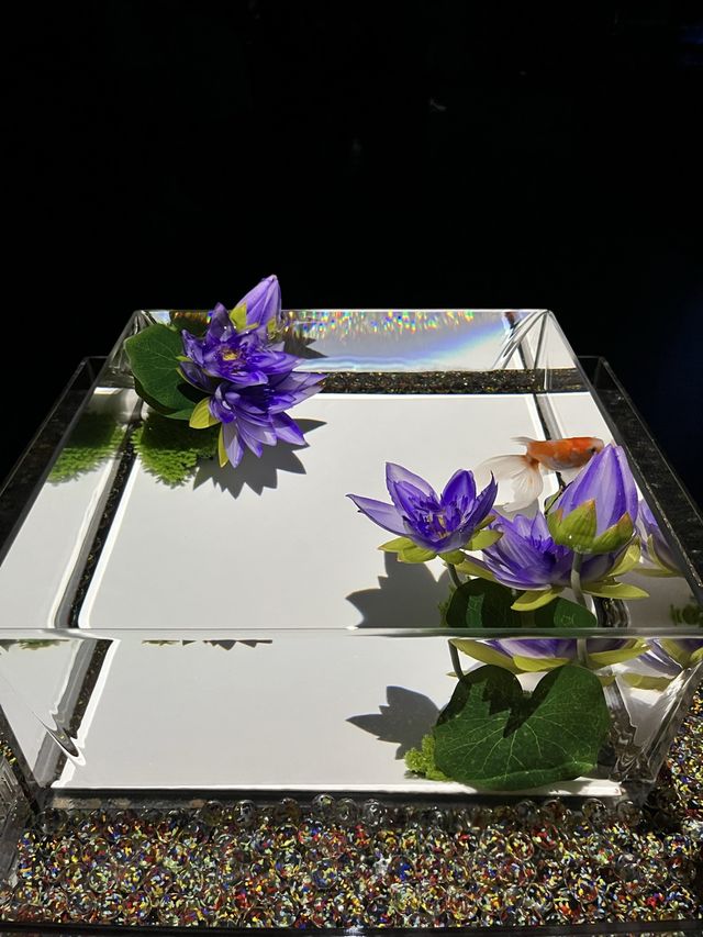 東京不可錯過銀座金魚展！市區最夯出片景點