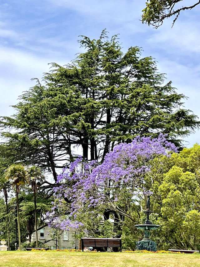 阿爾伯特公園 維多利亞風格的城市公園 奧克蘭