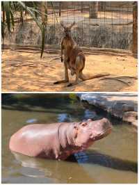 清邁動物園