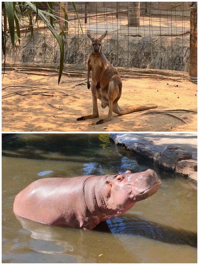 清邁動物園