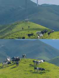 中國第一牧場:湖南的“呼倫貝爾”——南山大草原