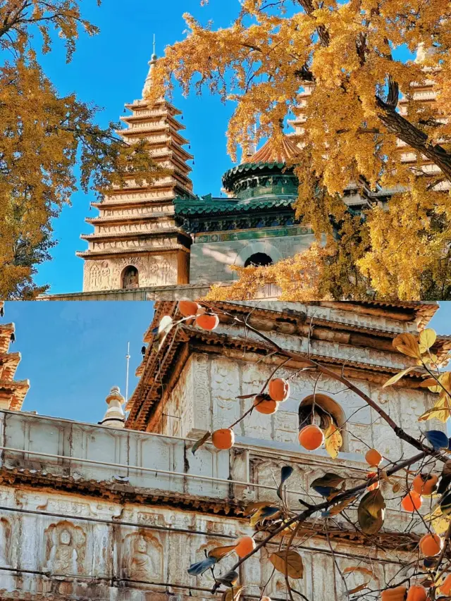 A six hundred-year-old towering ancient ginkgo tree and an ancient pagoda