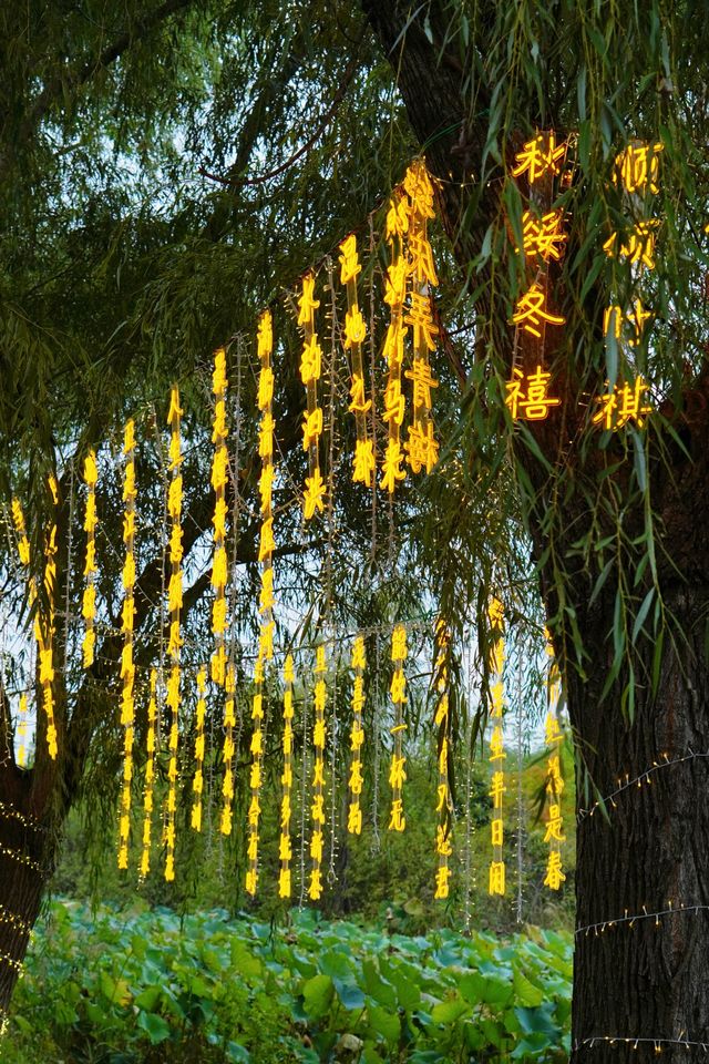 寶藏景點要火啦!南京周邊的秘境小森林