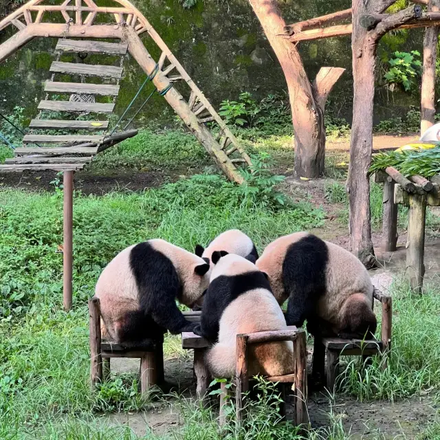 사시완자/내 마음 위에 곰