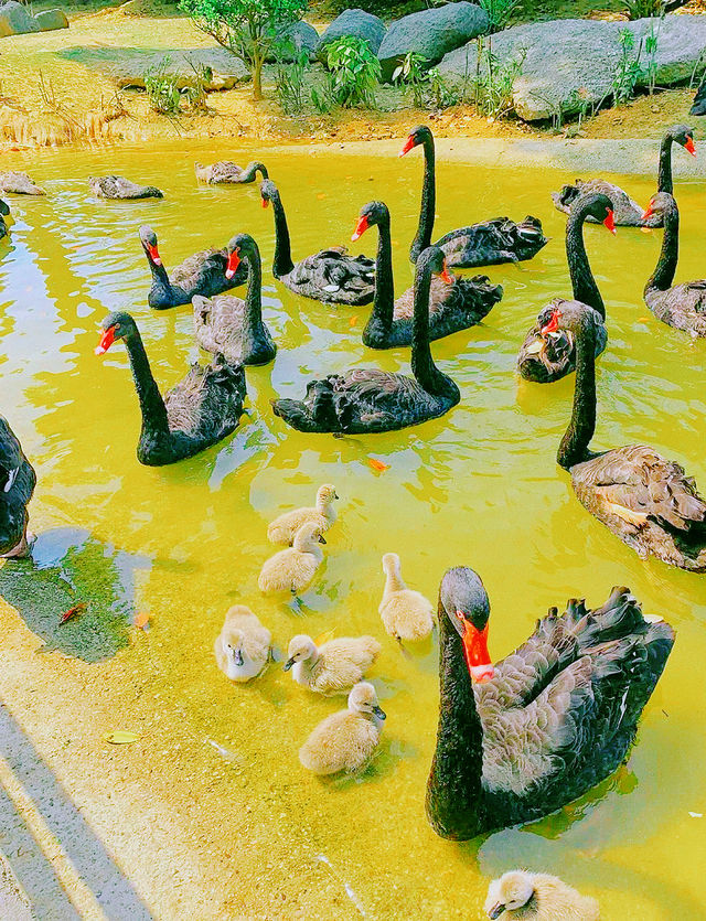 和野生動物們一起過龍年也太COOL了吧