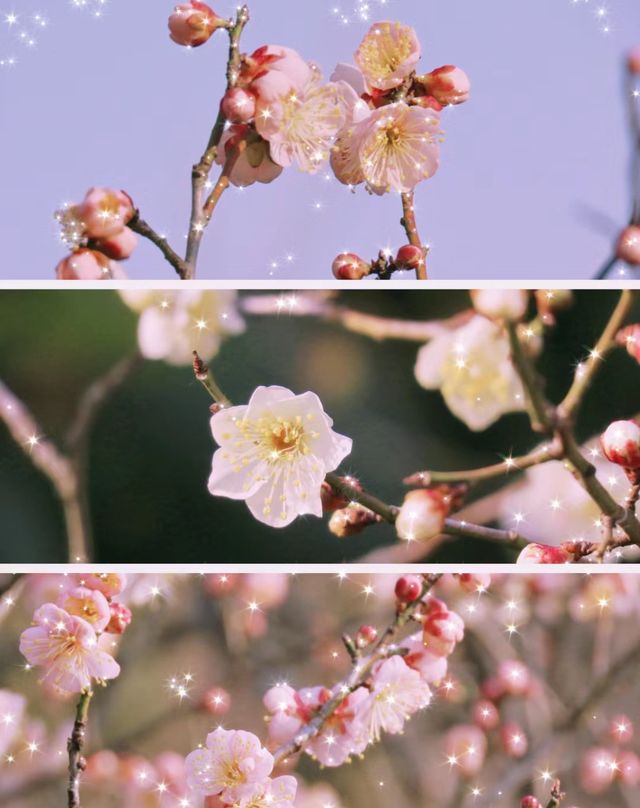 明孝陵梅花山！2月10日大年初一實時花訊劃重點！！沒開！