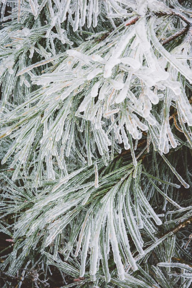 看看陽明山的霧凇