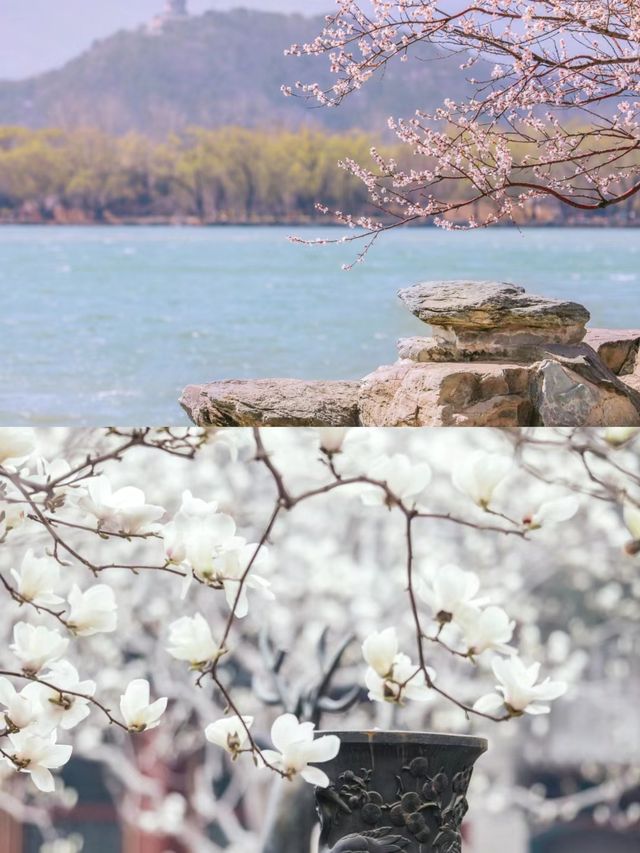 已經開始期待天津的花季了三月