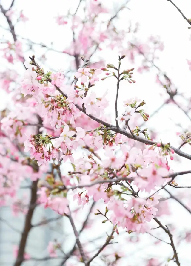あなたが時間がなくて見られなかった桜、私が代わりに見てきました