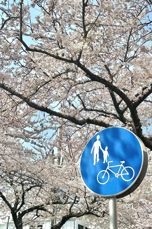 この春、済州島で桜の約束に参加しましょう