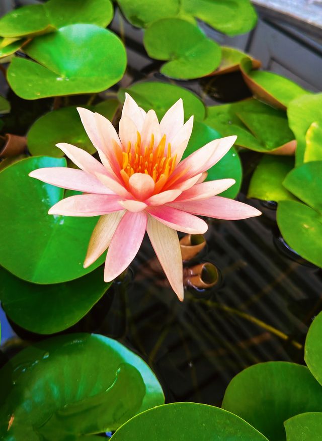 迎「七夕」再拜龍華寺 願平安美好常相伴！