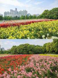 上海周末|世紀公園初夏花海打卡攻略!