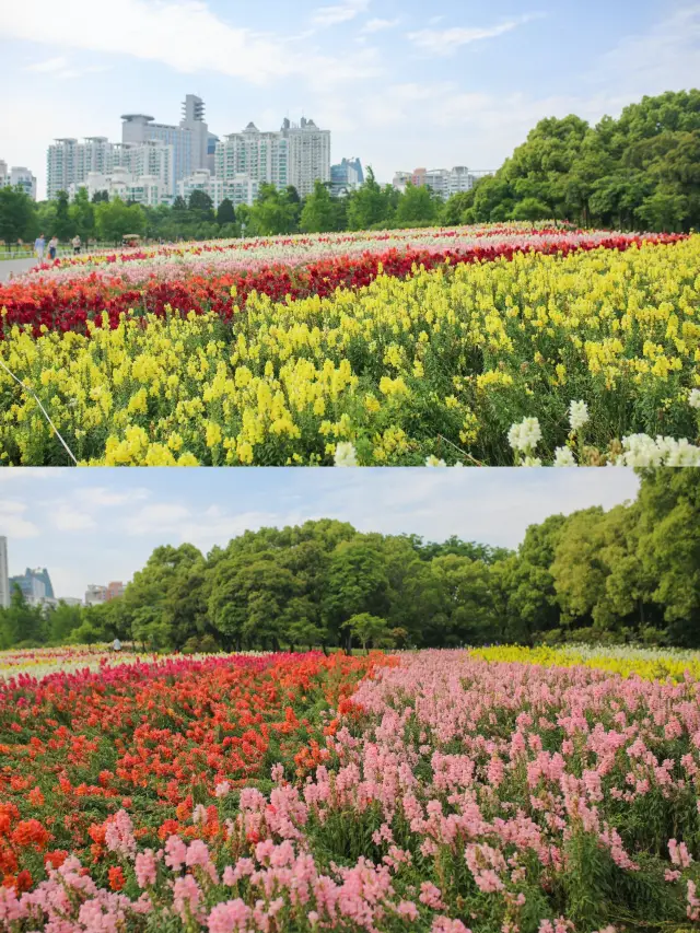 상해 주말 | 세기 공원 초여름 꽃바다 체크인 가이드!