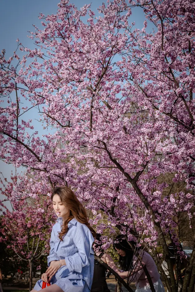 천산 식물원에 가서 벚꽃 구경만 할 줄 알면 안 돼요