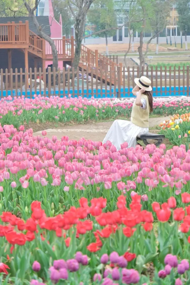 Mulanhua Township: 240,000 tulips are in bloom