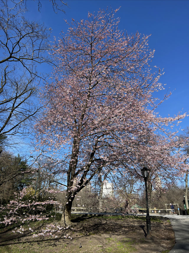 中央公園的春天